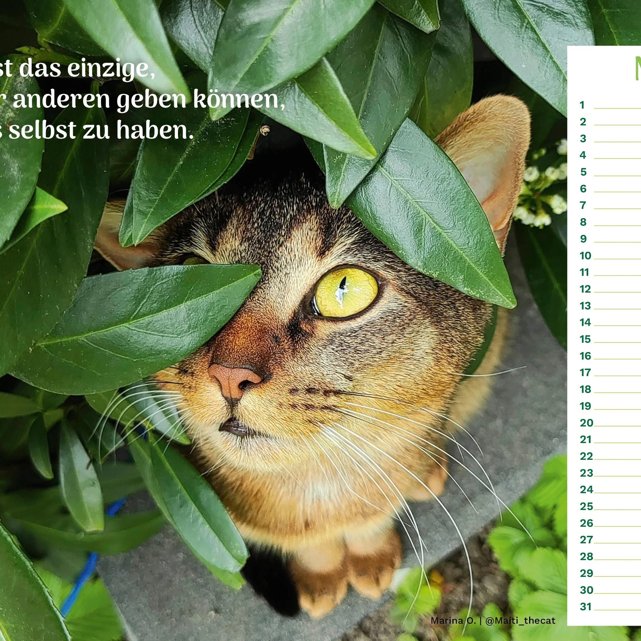 Vorschaubild 6